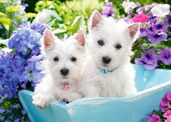 puzzel westie puppies 60pc