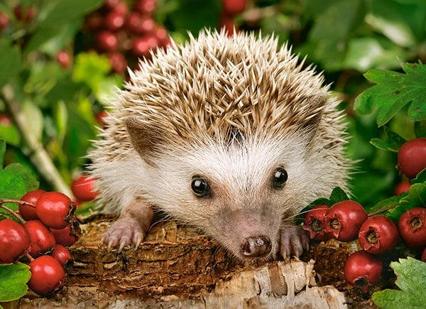 puzzel Hedgehog with berries 100pc