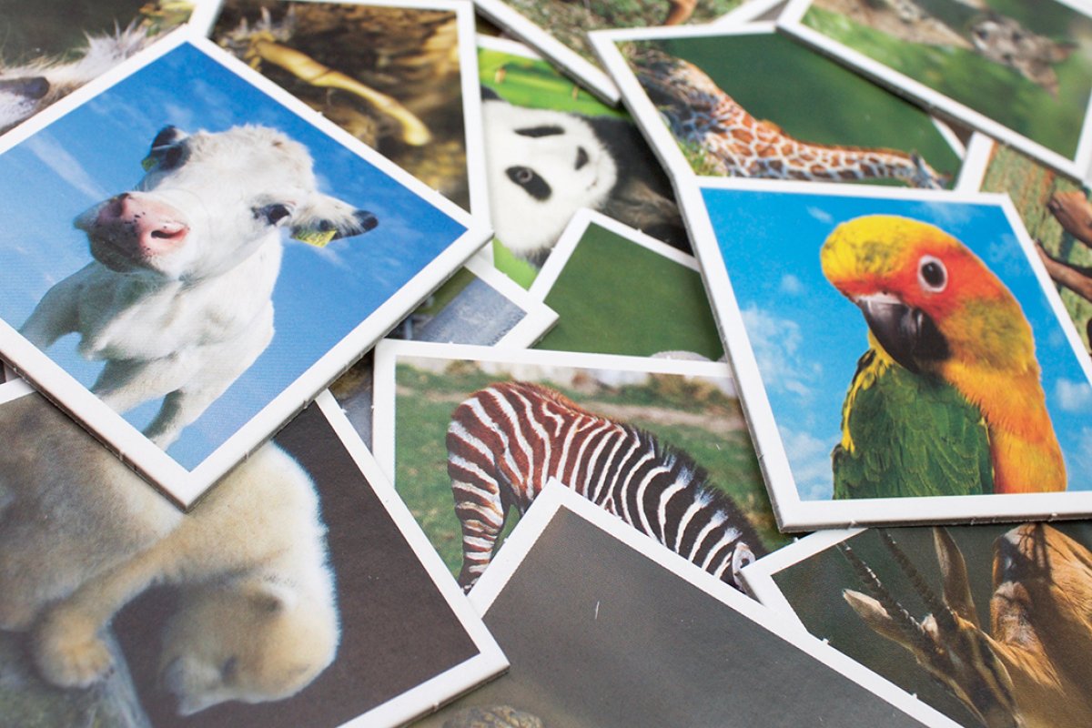 memo animal babies