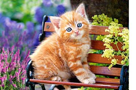 puzzel ginger kitten 500pc