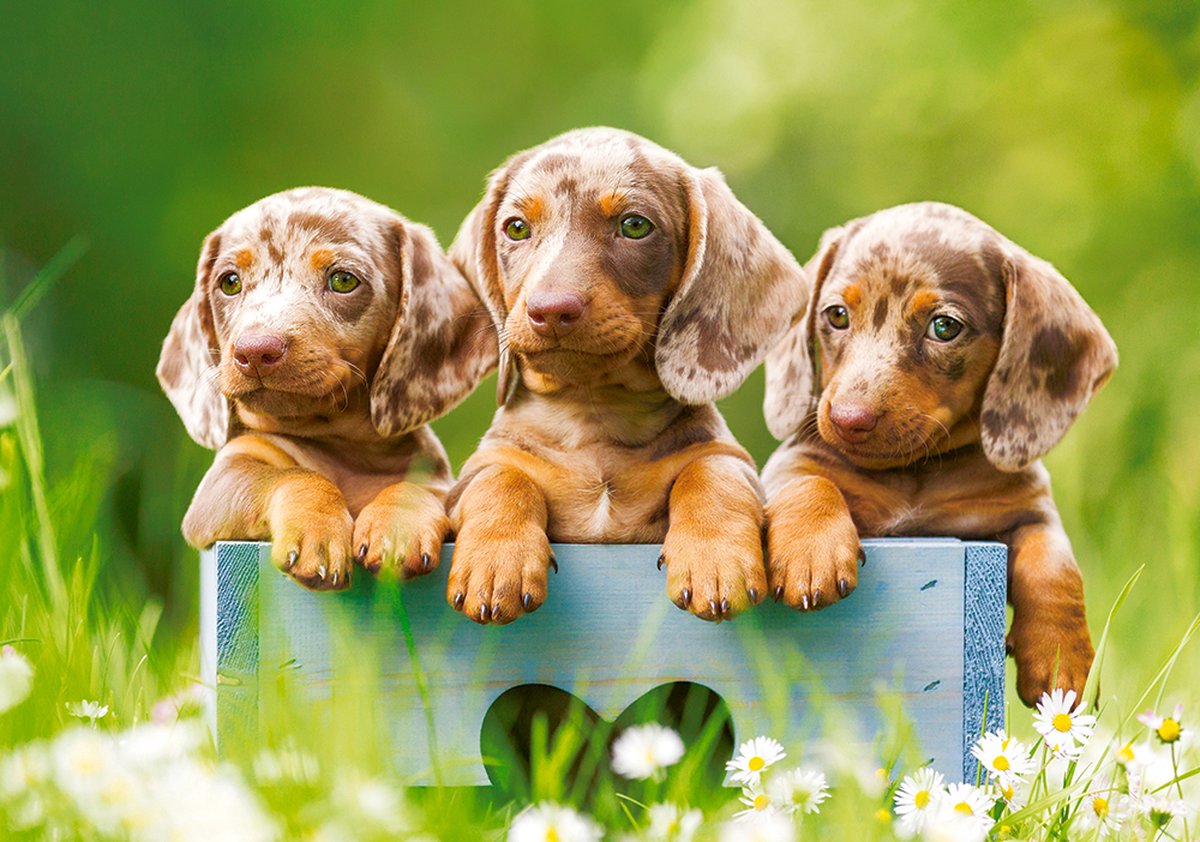 puzzel cute dachshunds 500pc
