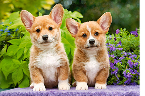 puzzel welsh corgi puppies 1000pc