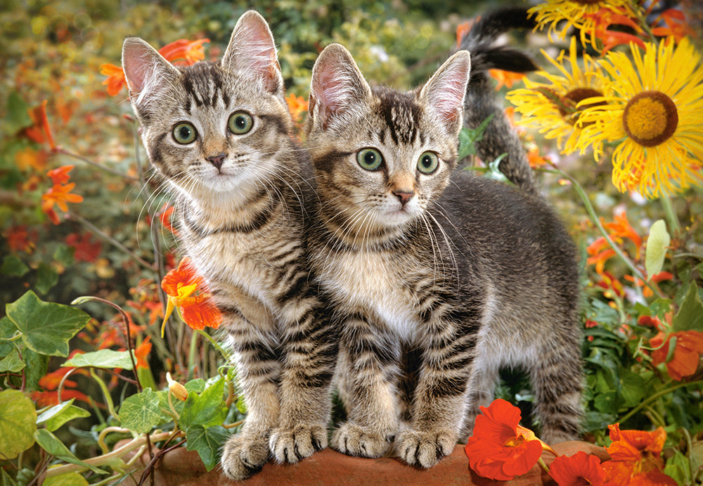 puzzel kitten buddies 1500pc