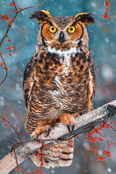 Puzzel in karton 260pc Great horned owl