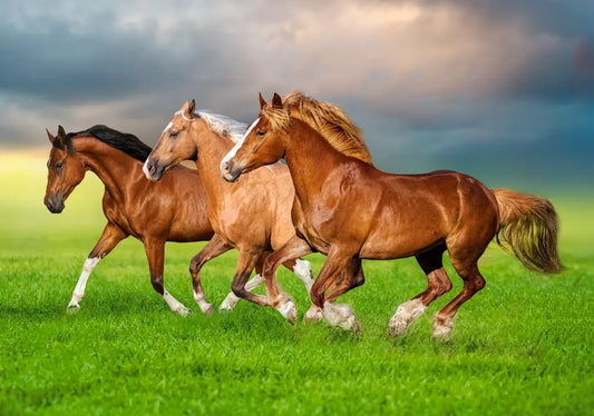 Puzzle les chevaux 500pc