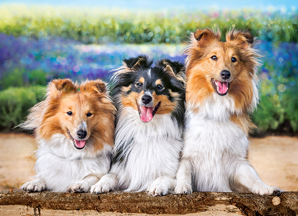 puzzel Shelties in the lavender garden 200pc