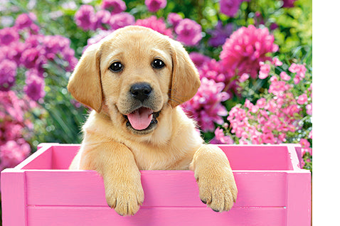 Puzzel Labrador puppy in pink box 300pc