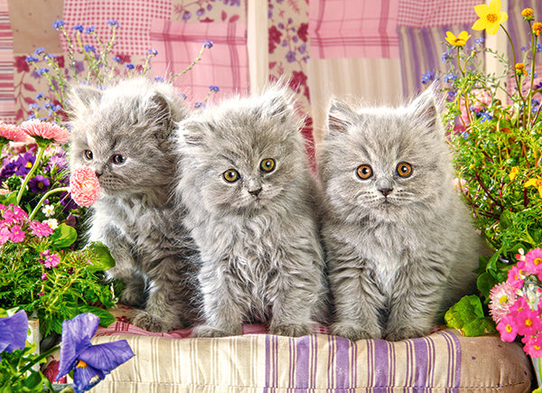 three grey kittens 300pc