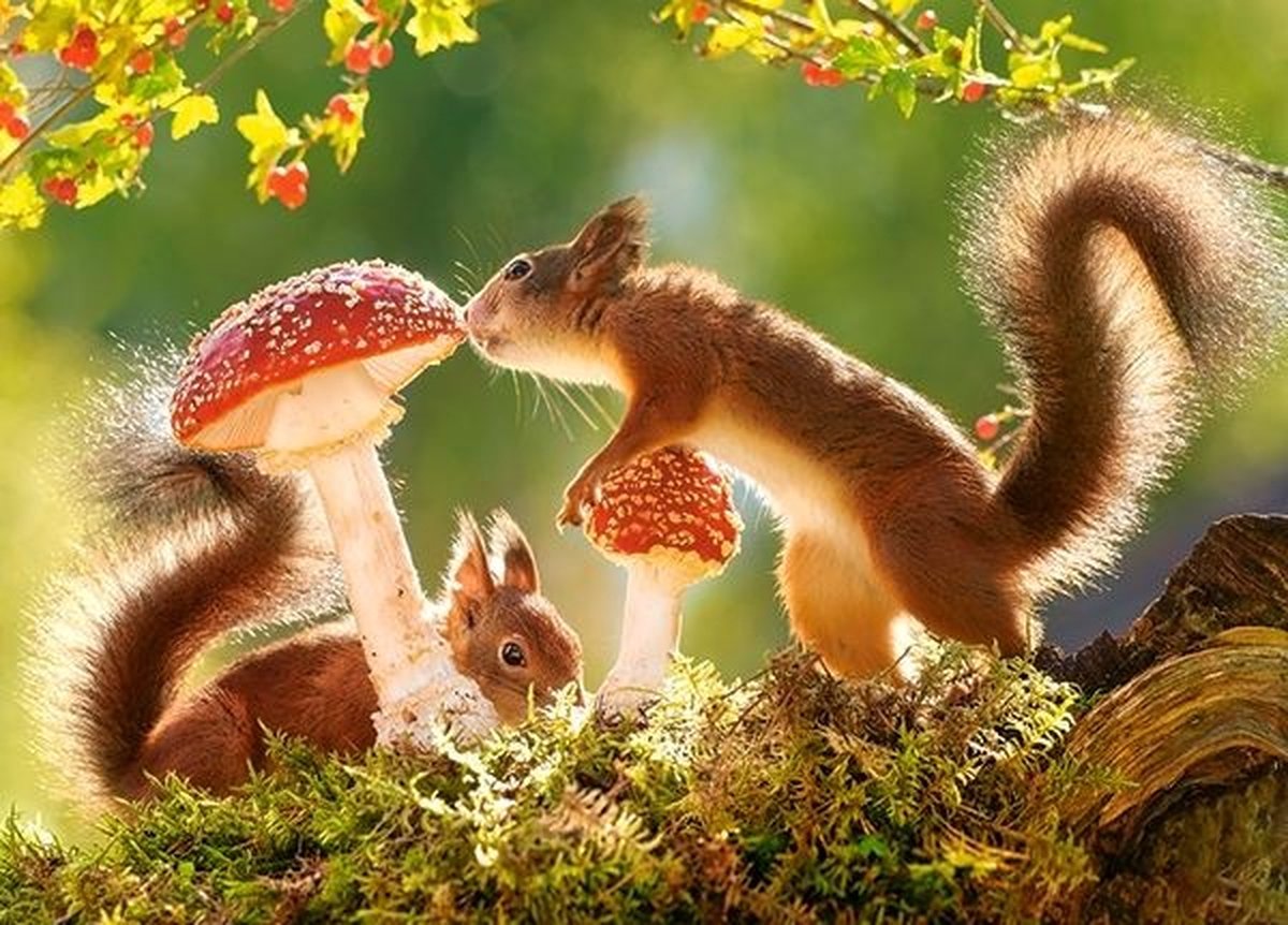 puzzel in karton 260pc squirrel's forest life
