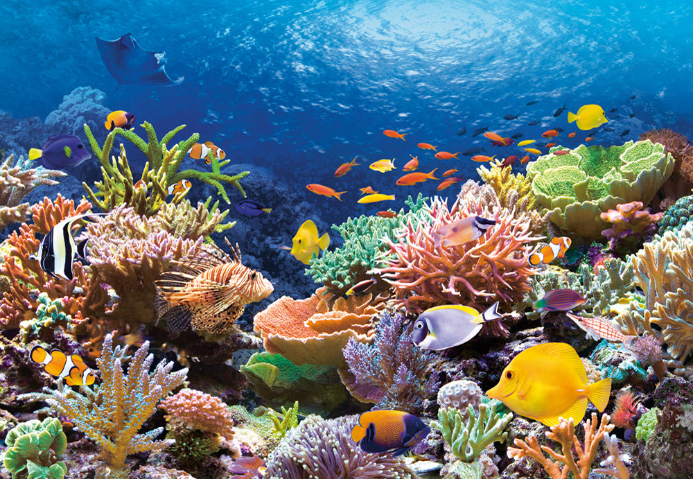 puzzel Coral reef fishes 1000pc