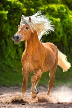 Casse-tête Haflinger en cours d'exécution 500pc